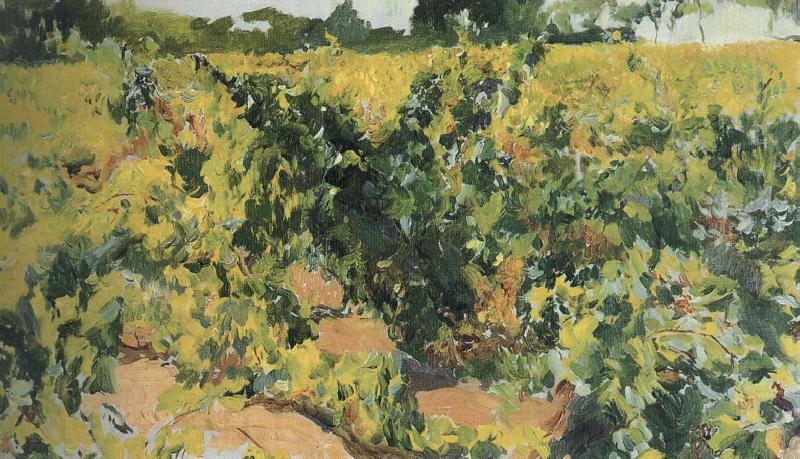 Joaquin Sorolla Vineyard